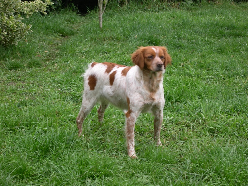 Carla Du Bois De Vert Pré